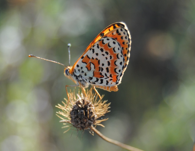 Conferma ID. Melitaea didyma